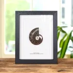 Minibeast Whole Polished Ammonite Fossil In Box Frame (Phylloceras sp)