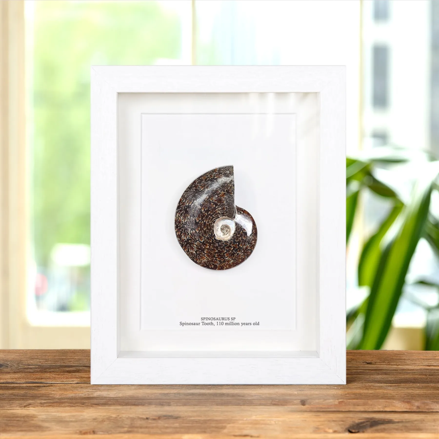Whole Polished Ammonite Fossil In Box Frame (Phylloceras sp)