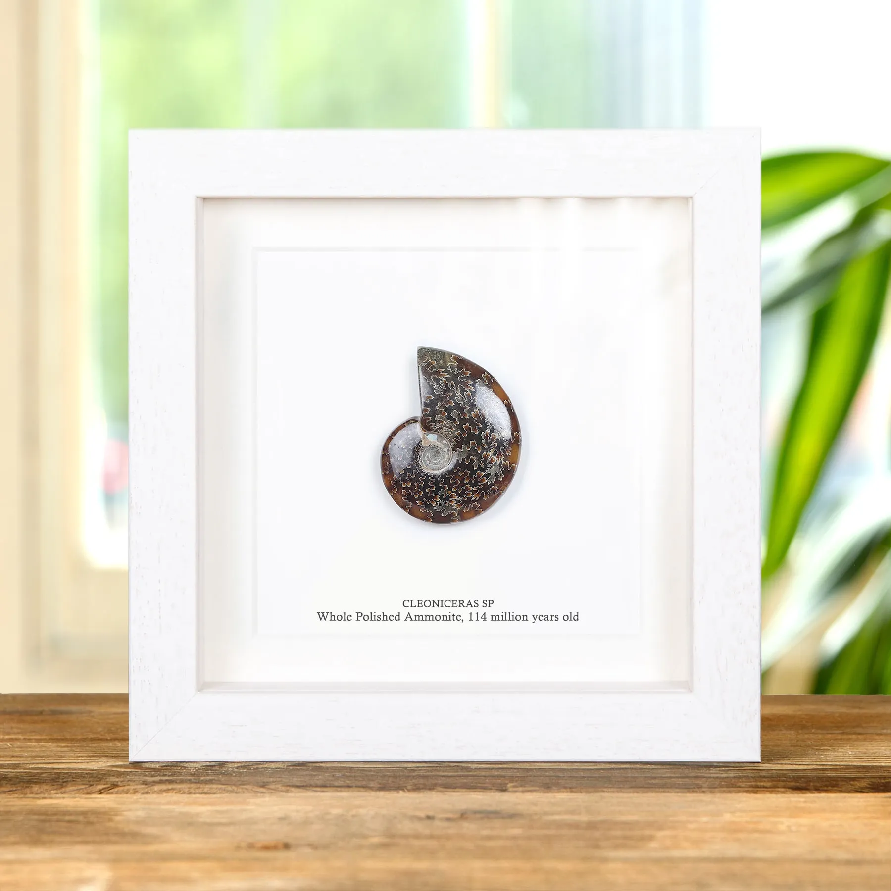 Whole Polished Ammonite Fossil In Box Frame (Phylloceras sp)