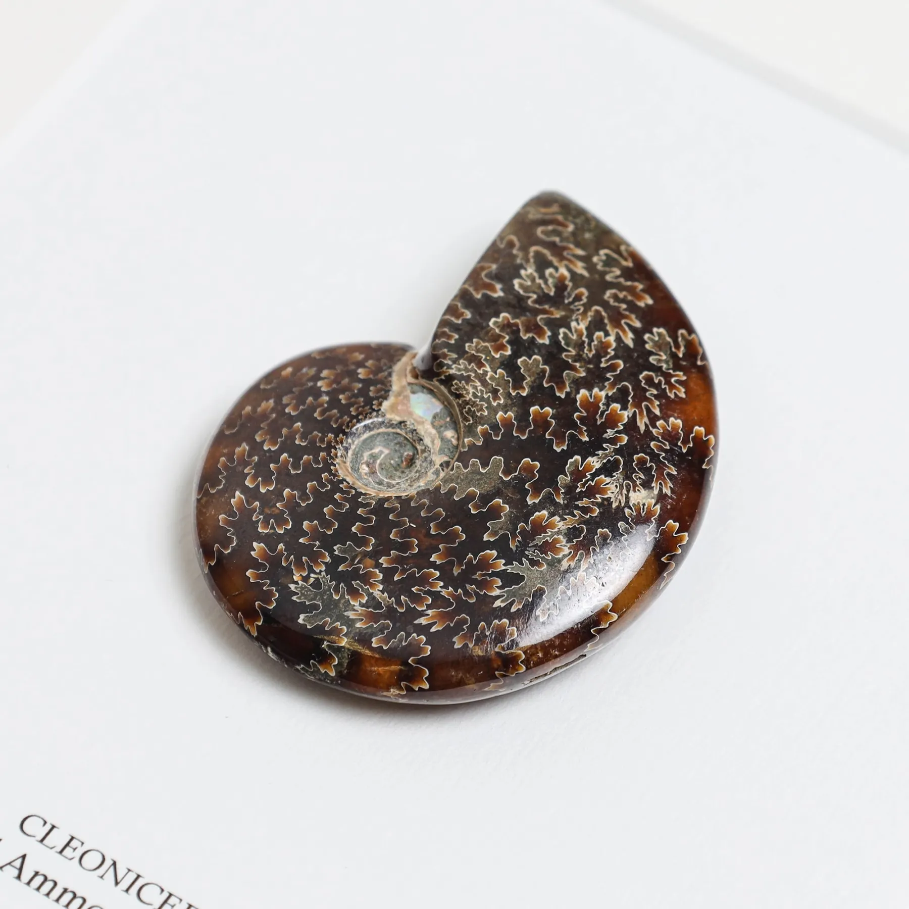 Whole Polished Ammonite Fossil In Box Frame (Phylloceras sp)