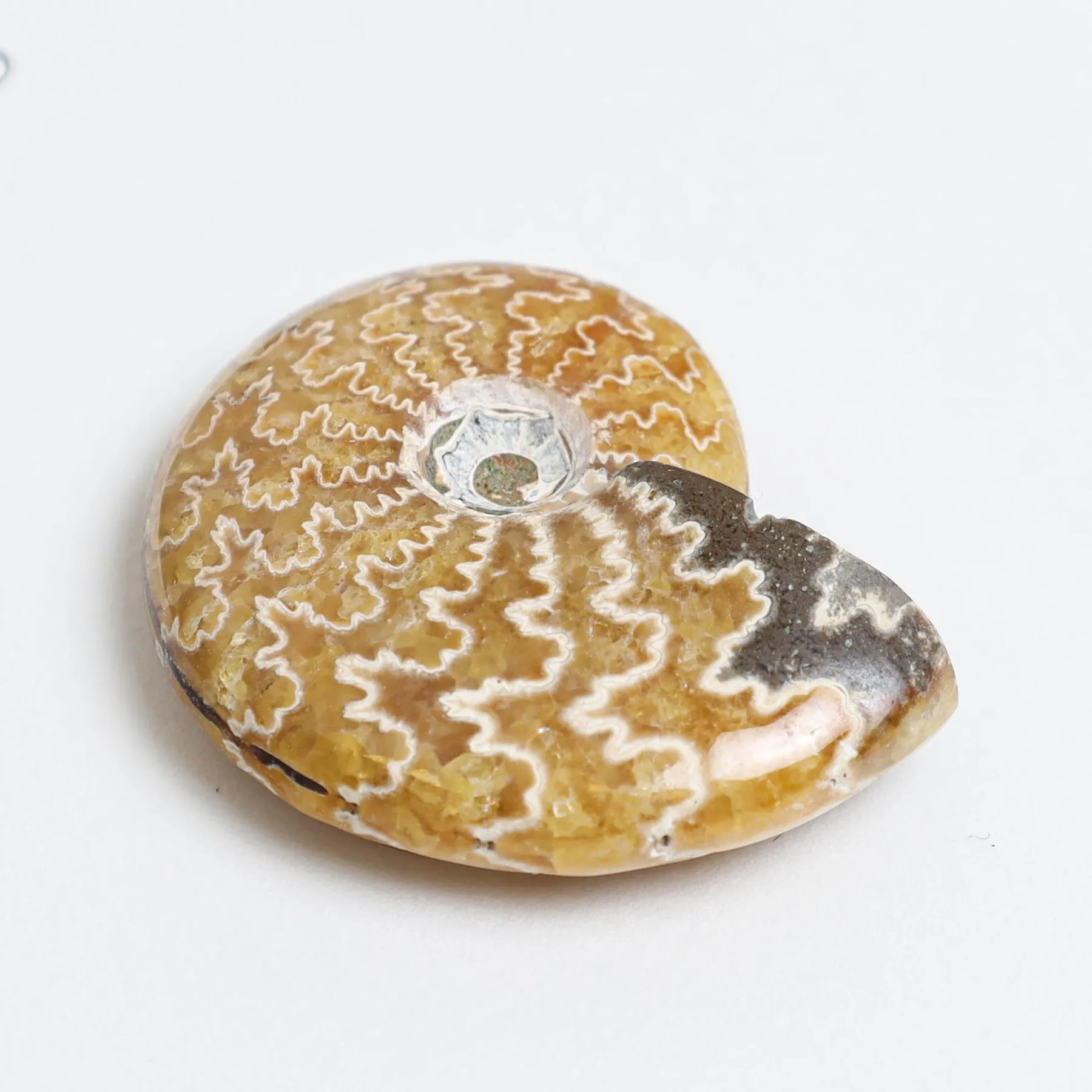 Minibeast Yellow Polished Ammonite Fossil In Box Frame (Cleoniceras sp)
