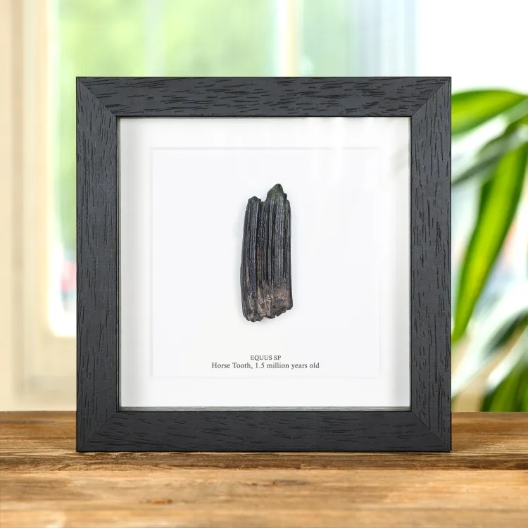 <strong>Horse Tooth Fossil In Box Frame (Equus sp)</strong><br>Price: £31.99<br>Frame Size: 6 x 6 Horse Tooth Fossil In Box Frame (Equus sp)