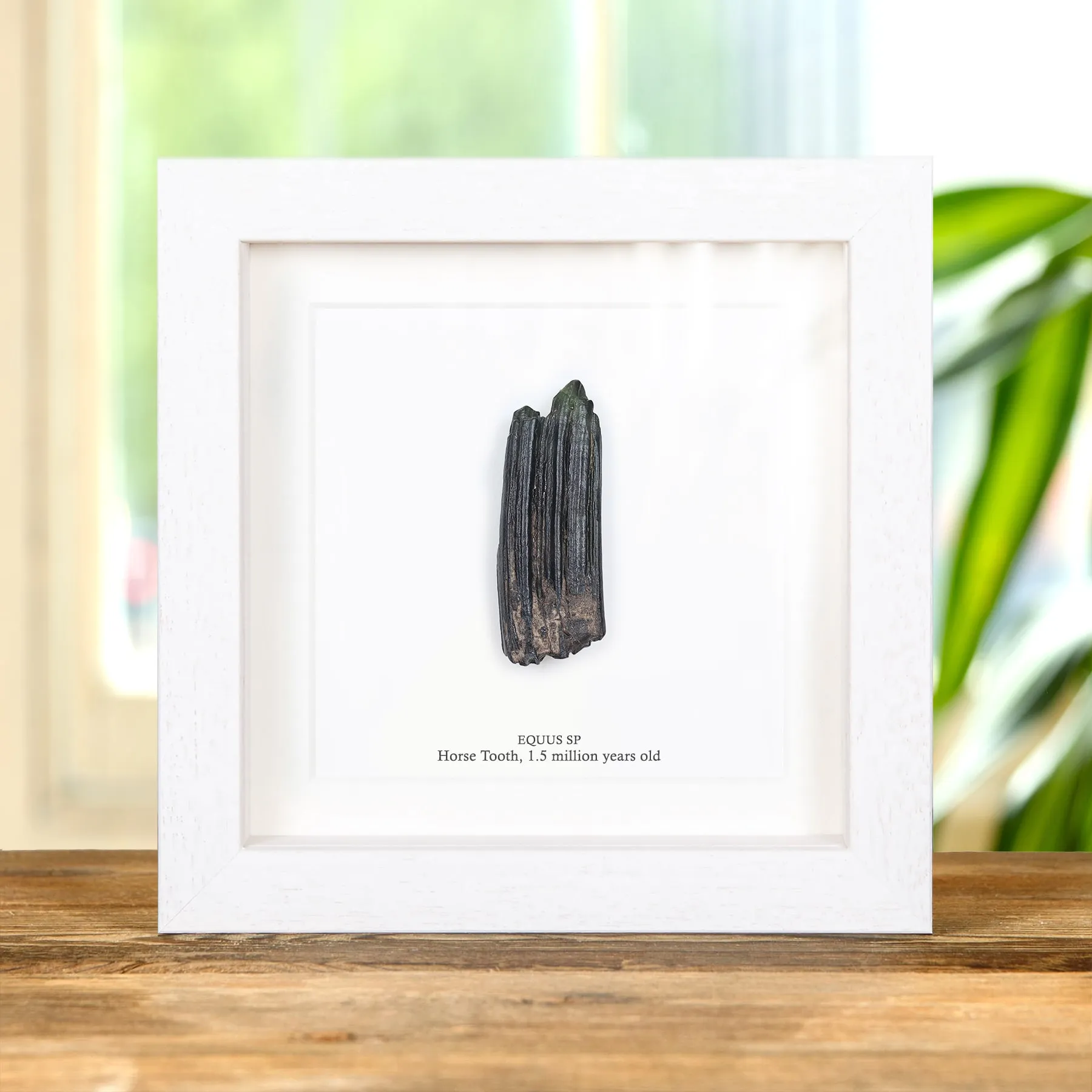 Horse Tooth Fossil In Box Frame (Equus sp) Horse Tooth Fossil In Box Frame (Equus sp)