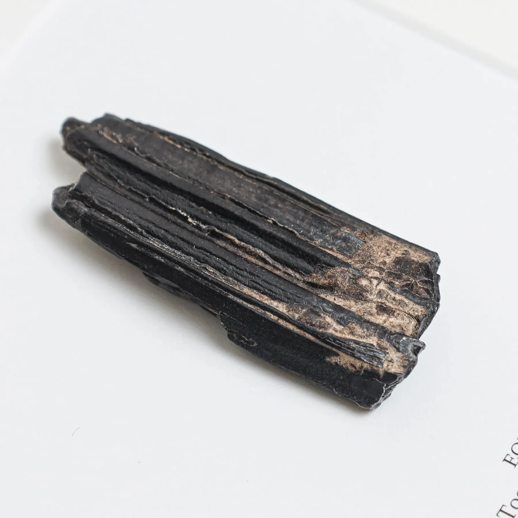 Horse Tooth Fossil In Box Frame (Equus sp) Horse Tooth Fossil In Box Frame (Equus sp)