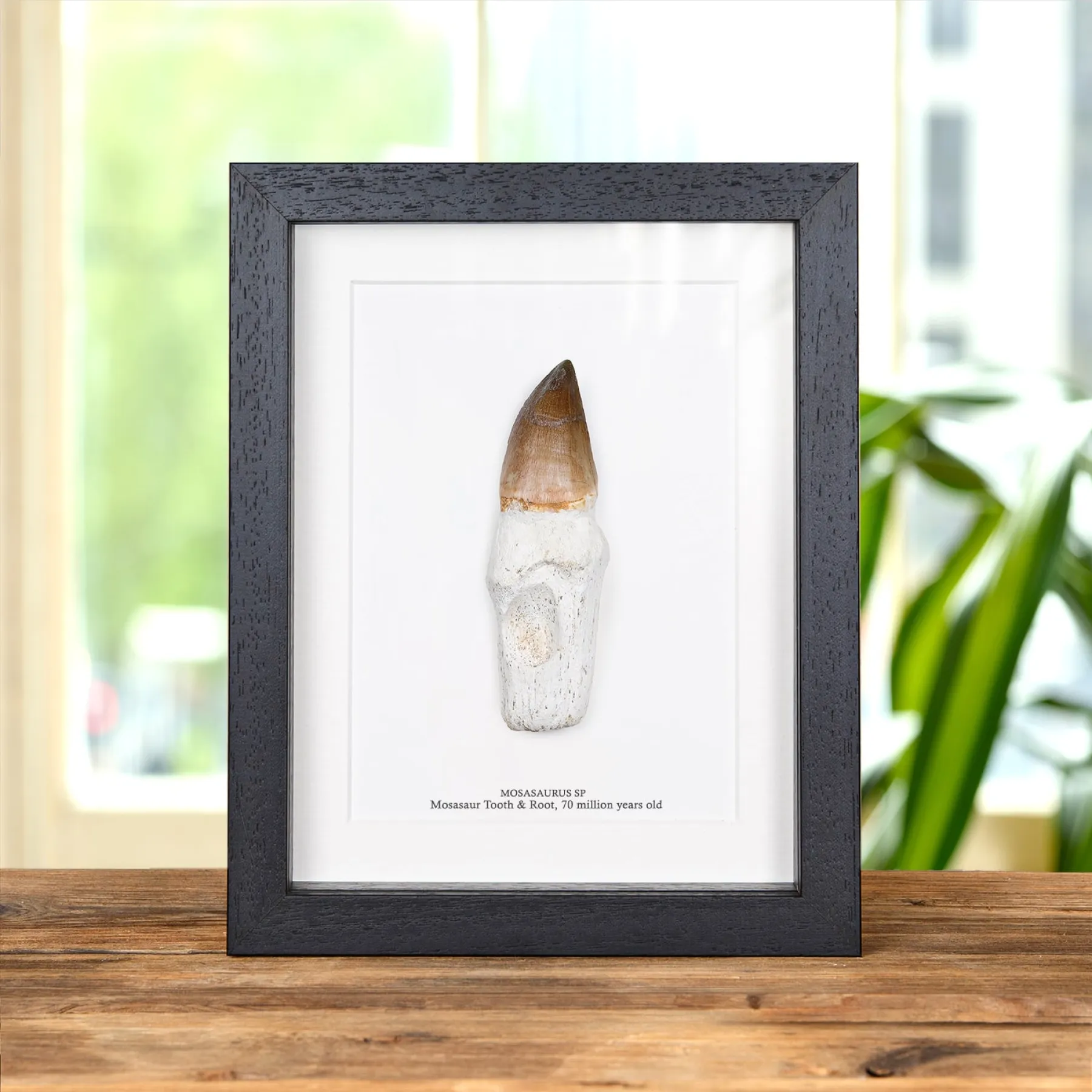 XL Original Rooted Mosasaur Tooth In Box Frame (Mosasauridae sp) Minibeast XL Original Rooted Mosasaur Tooth In Box Frame (Mosasauridae sp)