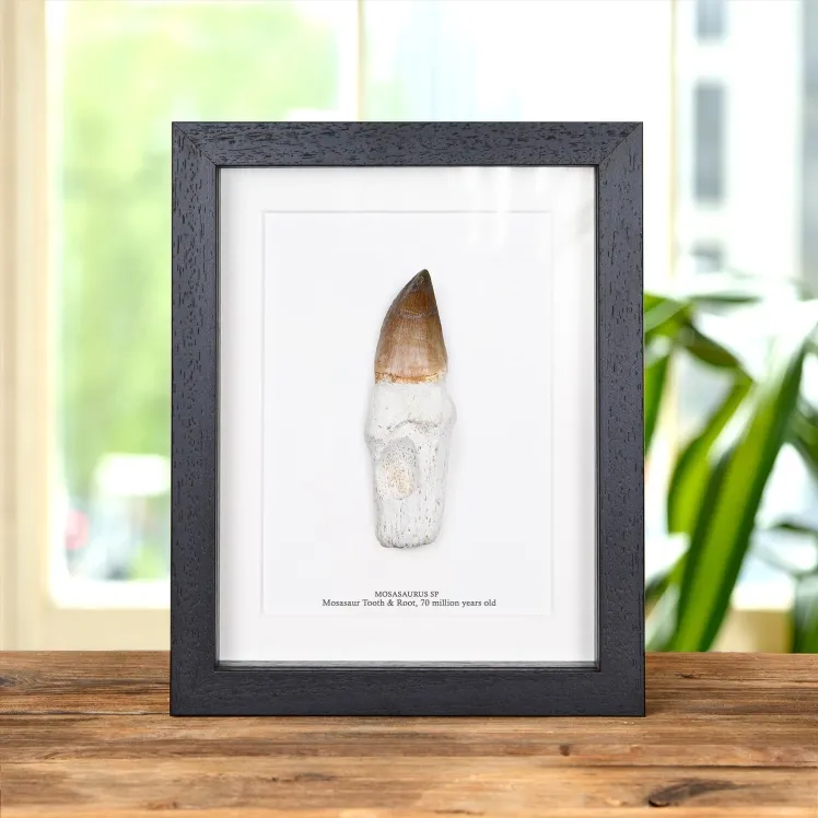 XL Original Rooted Mosasaur Tooth In Box Frame (Mosasauridae sp)
