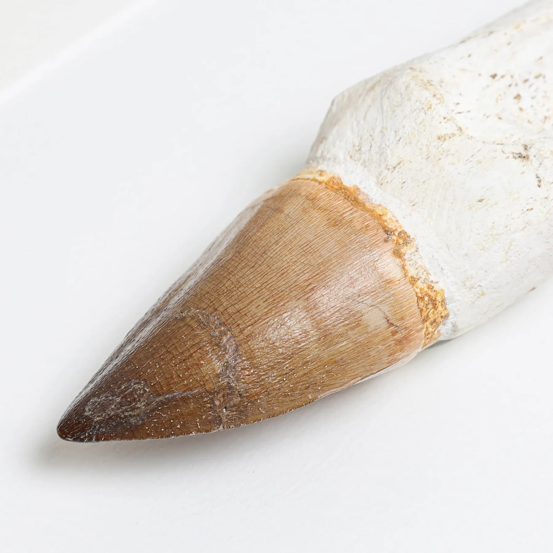 XL Original Rooted Mosasaur Tooth In Box Frame (Mosasauridae sp) Minibeast XL Original Rooted Mosasaur Tooth In Box Frame (Mosasauridae sp)