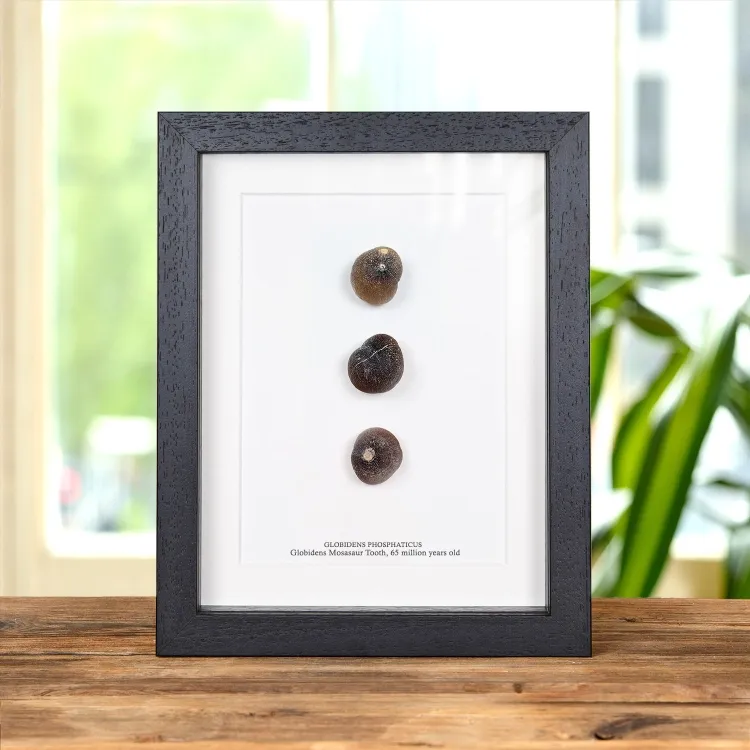 <strong>Globidens Mosasaur Tooth Fossil In Box Frame (Globidens phosphaticus)</strong><br>Price: $107.99<br>Frame size: 7 x 9 Globidens Mosasaur Tooth Fossil In Box Frame (Globidens phosphaticus)