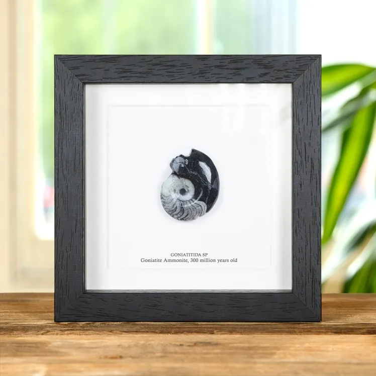 Goniatite Ammonite In Box Frame (Goniatitida sp)