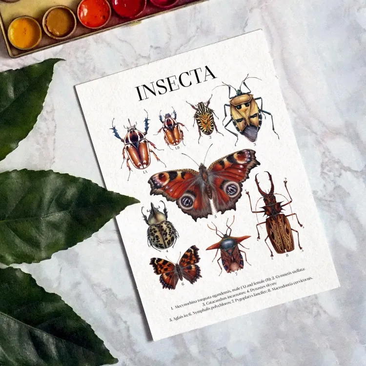 Insecta Aquarell Giclée Druck