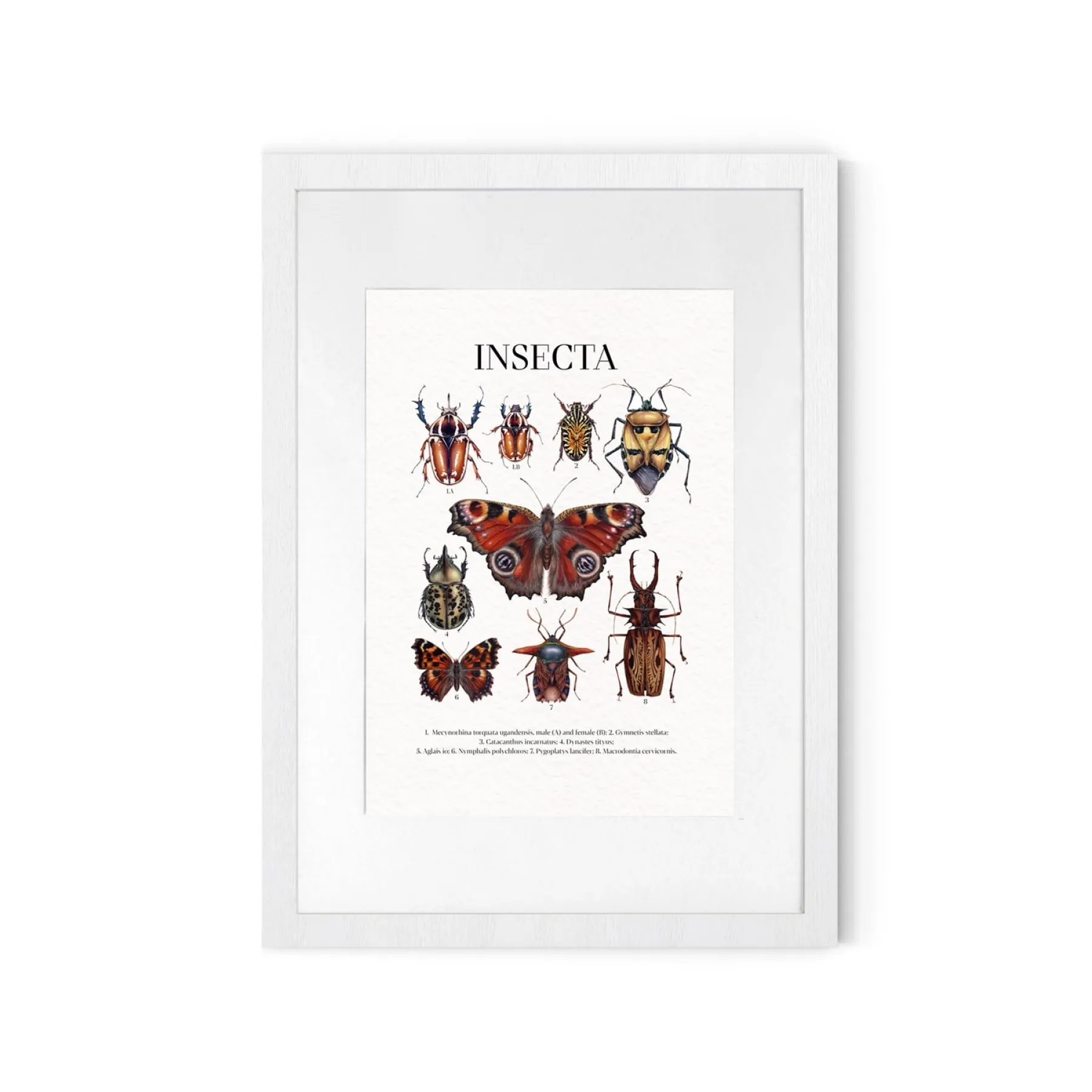 Minibeast insecta Watercolour Giclée Print