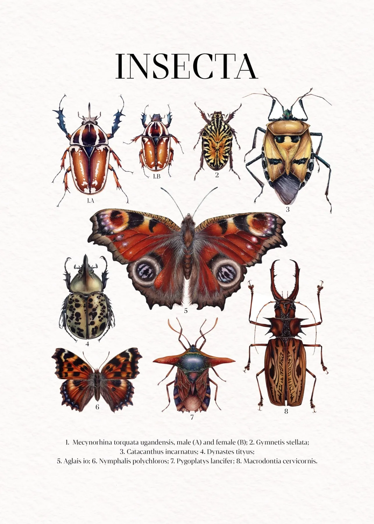 Minibeast insecta Watercolour Giclée Print