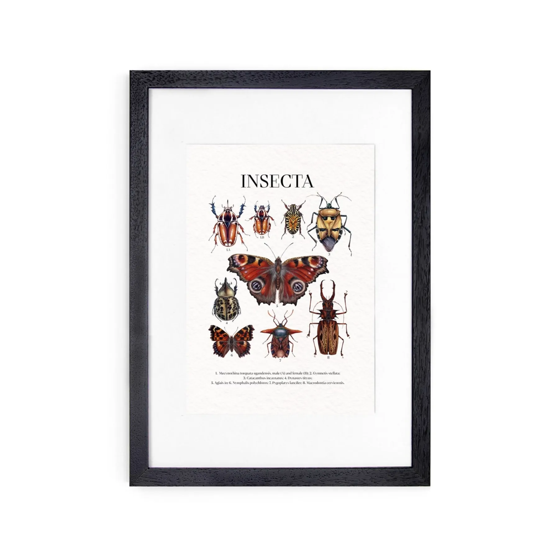 Minibeast insecta Watercolour Giclée Print