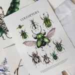 Minibeast Coleoptera Watercolour Giclée Print