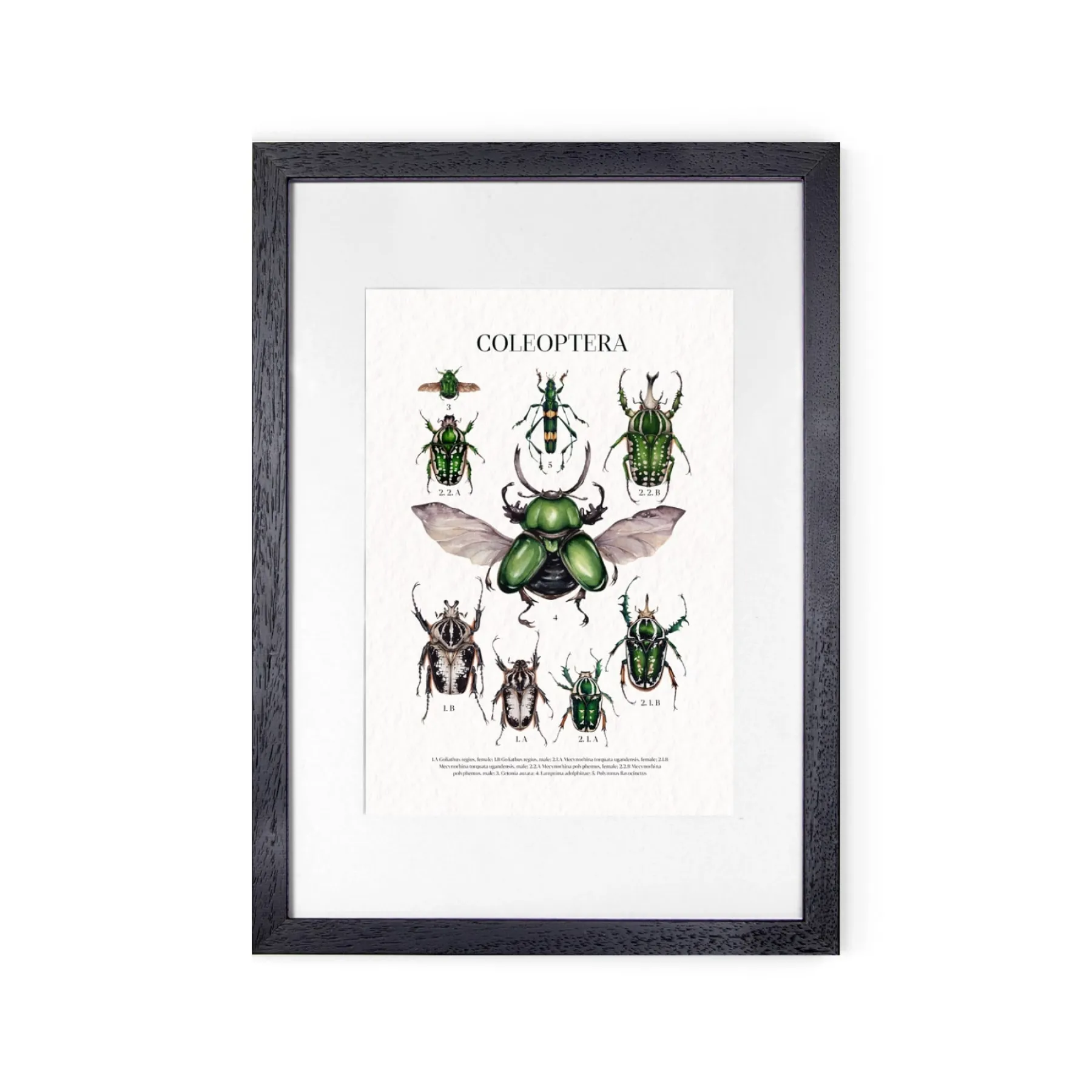 Coleoptera Watercolour Giclée Print Coleoptera Watercolour Giclée Print