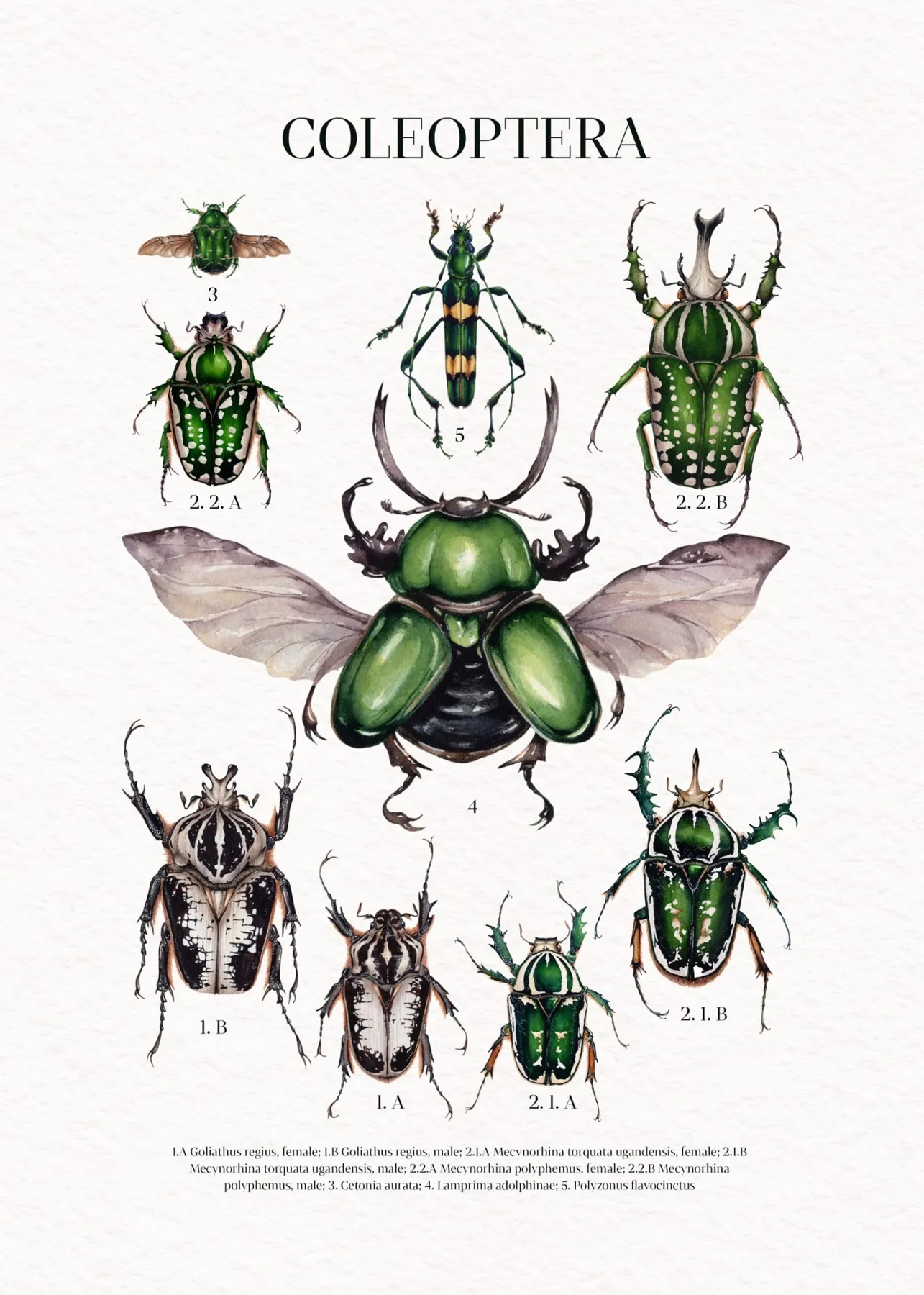 Coleoptera Watercolour Giclée Print Coleoptera Watercolour Giclée Print