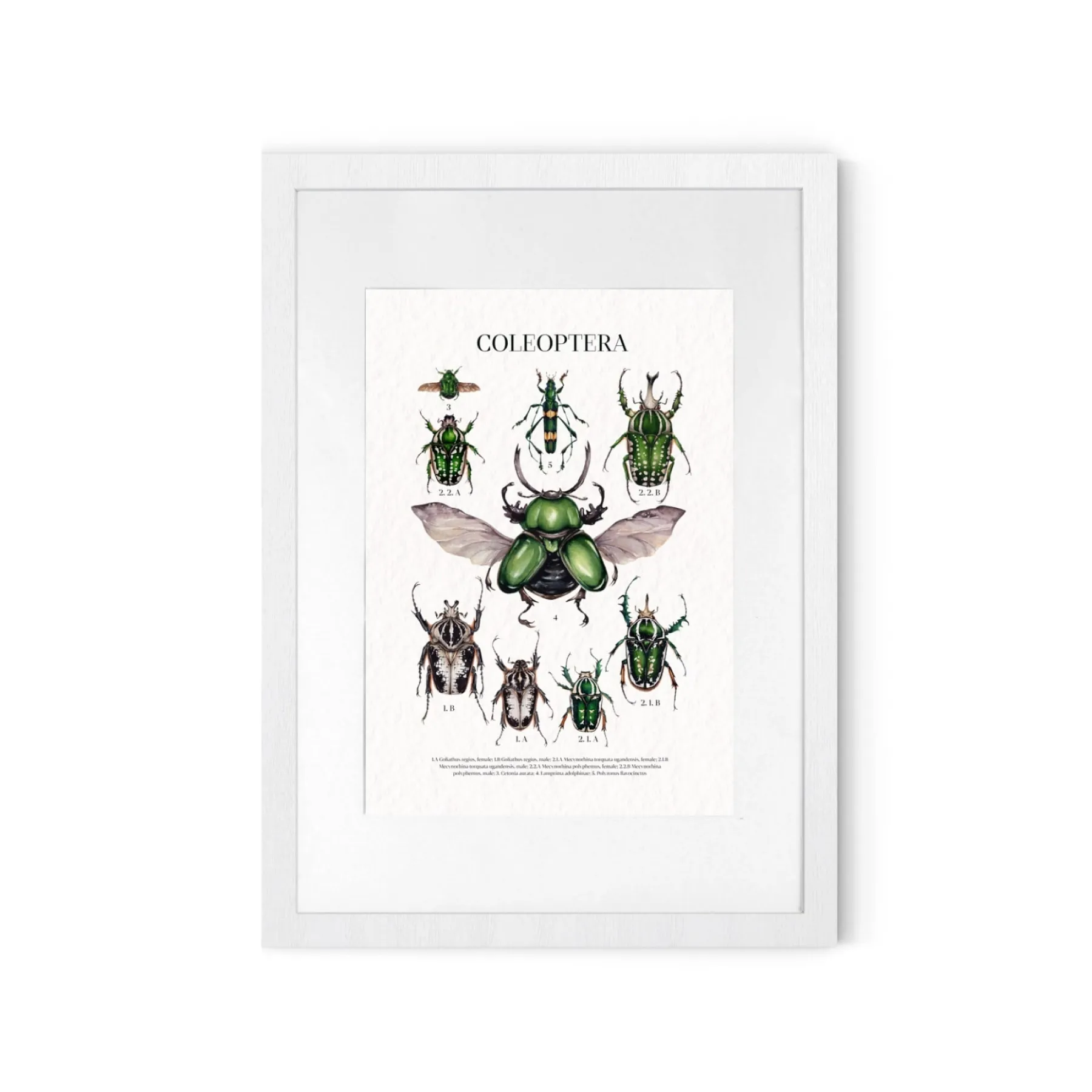 Coleoptera Watercolour Giclée Print Coleoptera Watercolour Giclée Print