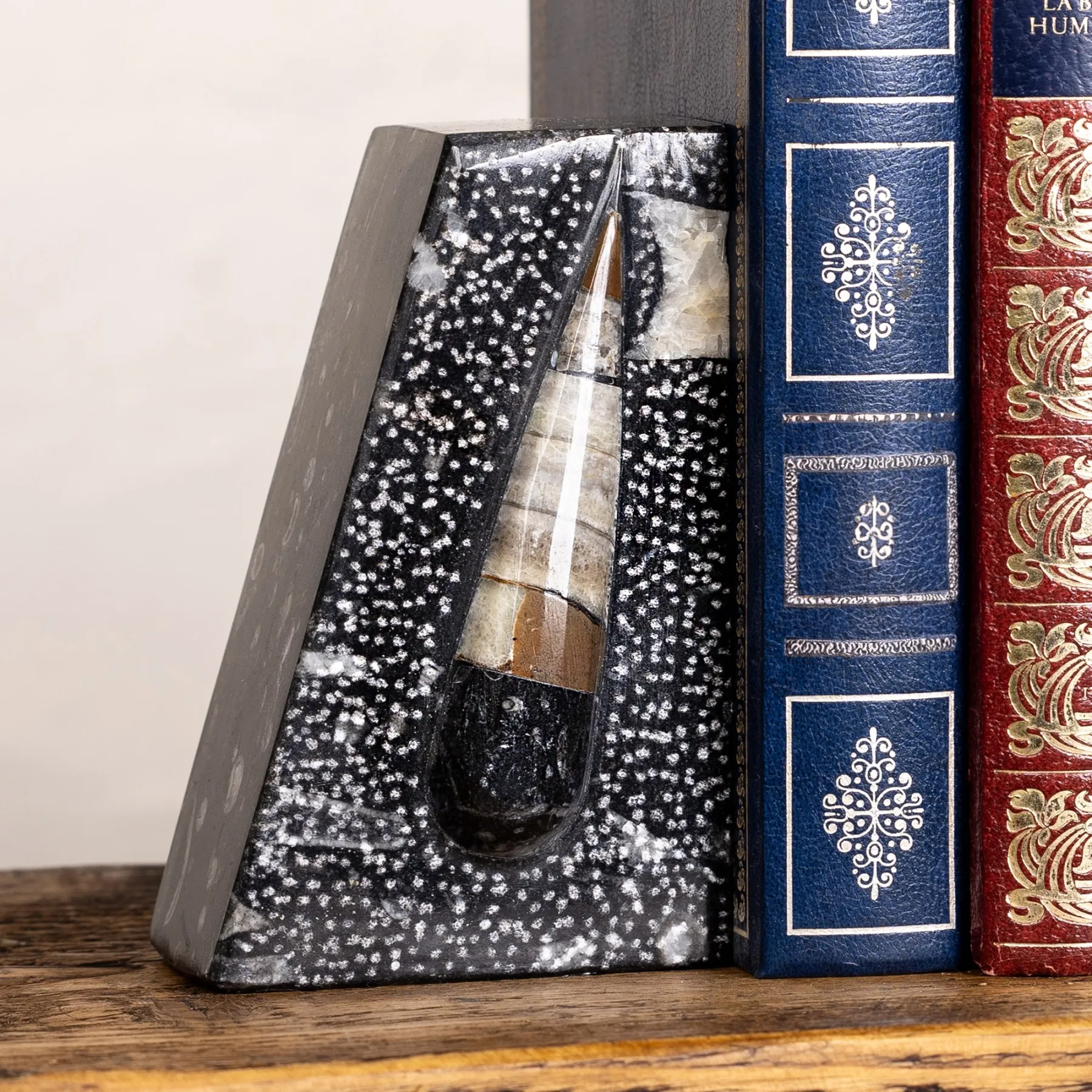 Minibeast Soportes de Libro de Mármol con Orthoceras Fosilizado