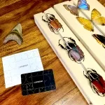 Minibeast Minibeast Gift Card