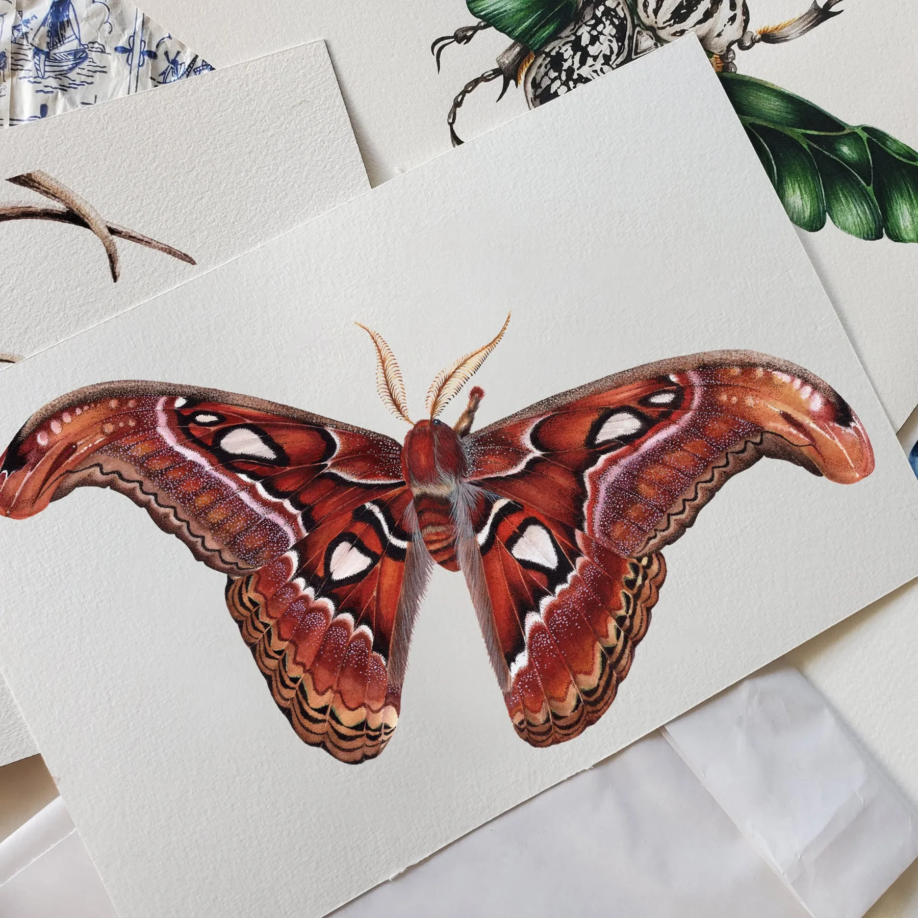 Minibeast Female Atlas Moth (Attacus atlas) Watercolour Giclée Print