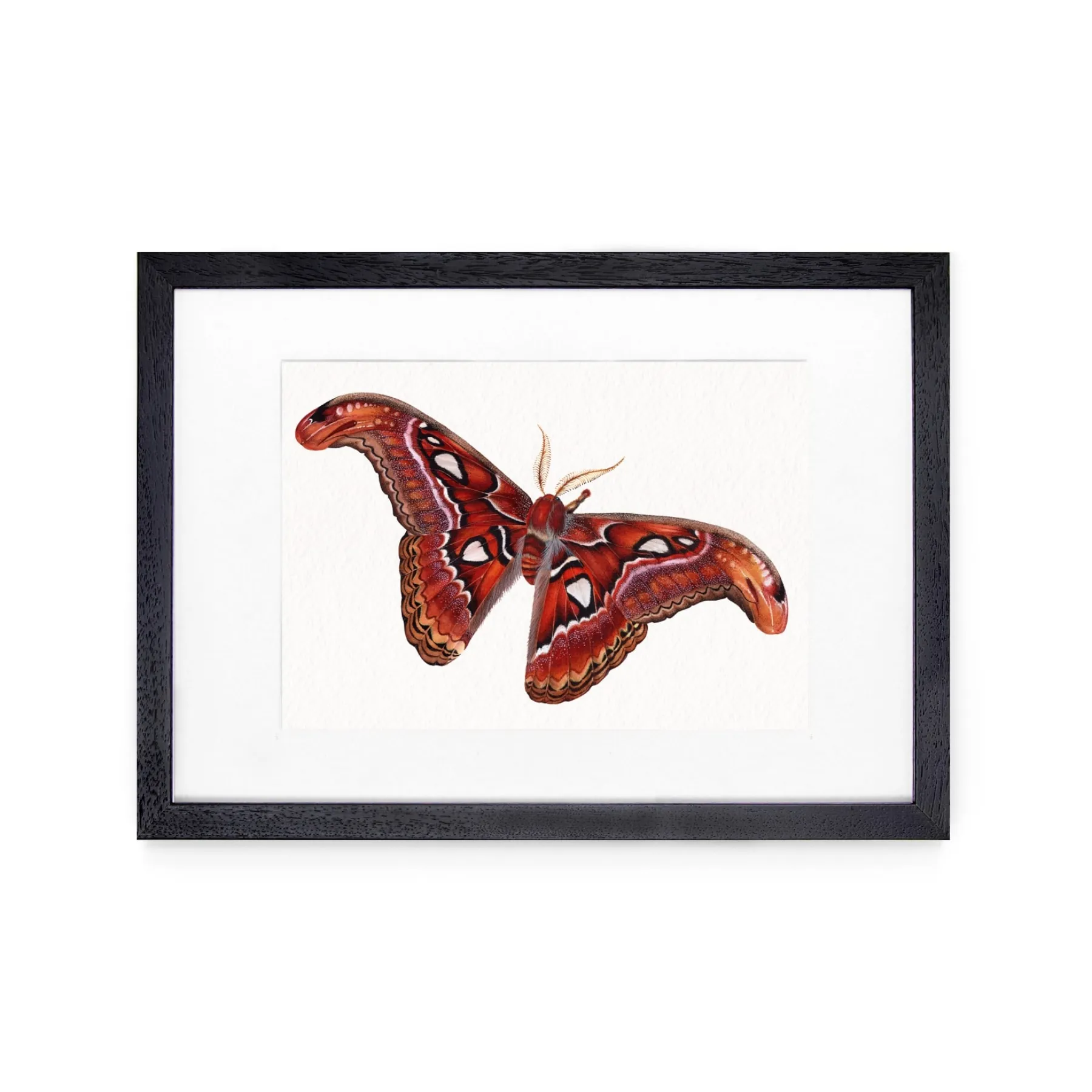 Minibeast Female Atlas Moth (Attacus atlas) Watercolour Giclée Print