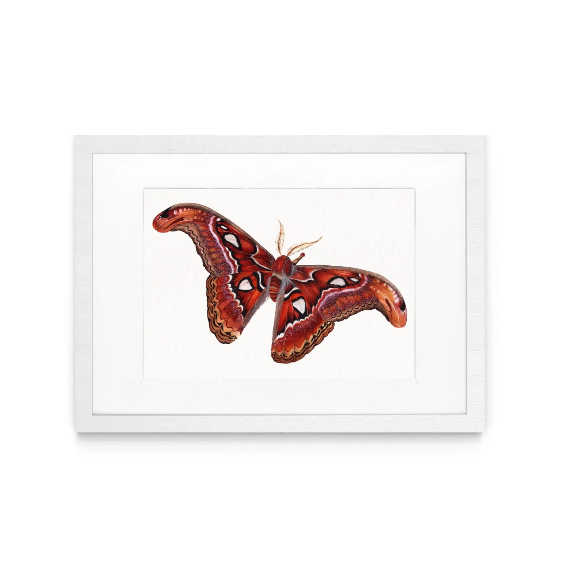Minibeast Female Atlas Moth (Attacus atlas) Watercolour Giclée Print