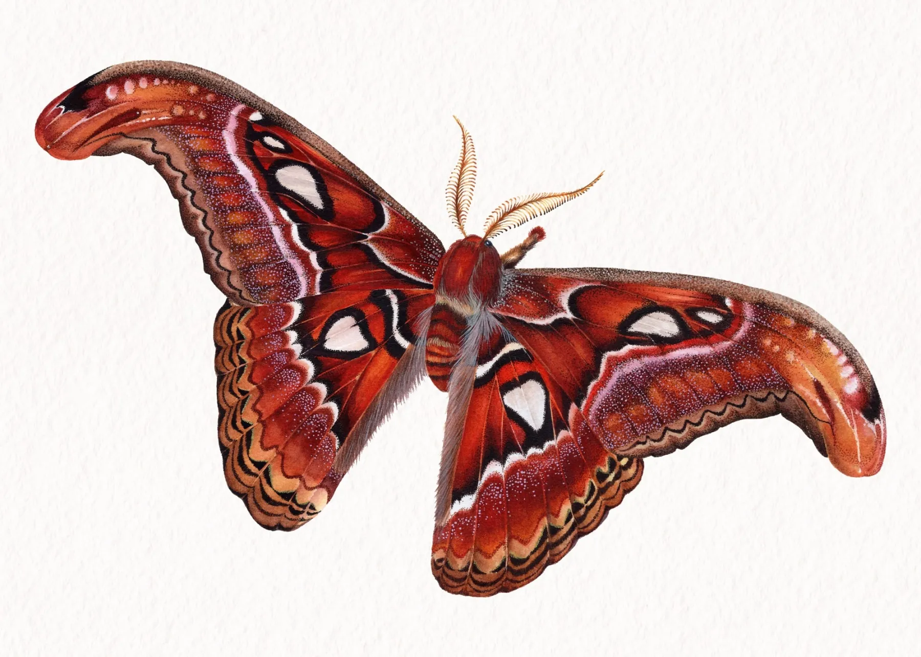 Minibeast Female Atlas Moth (Attacus atlas) Watercolour Giclée Print