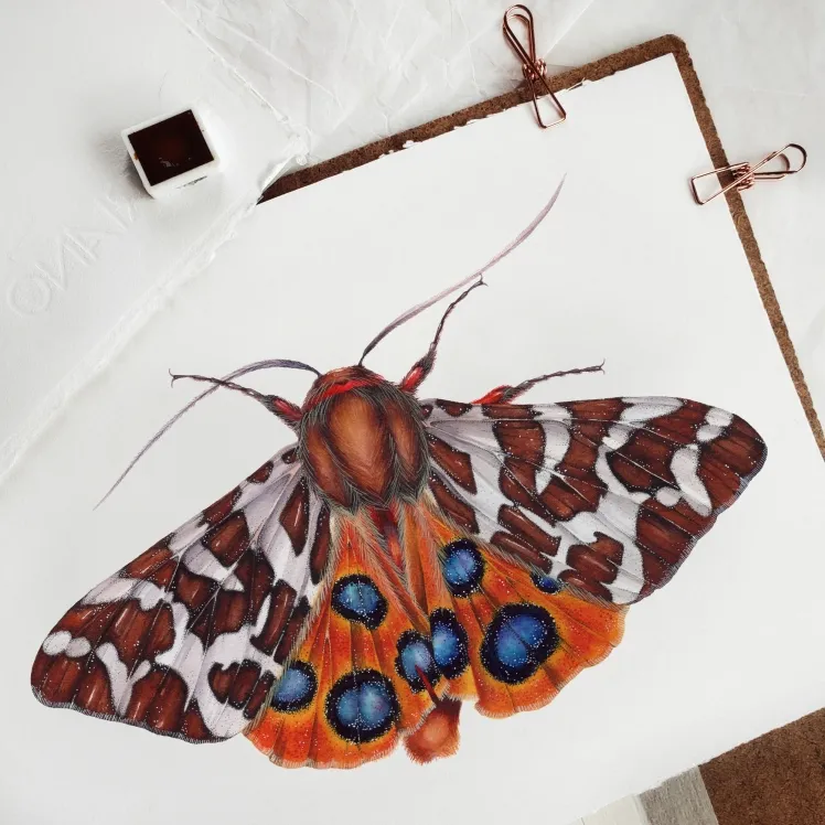 The Garden Tiger Moth (Arctia caja) Watercolour Giclée Print