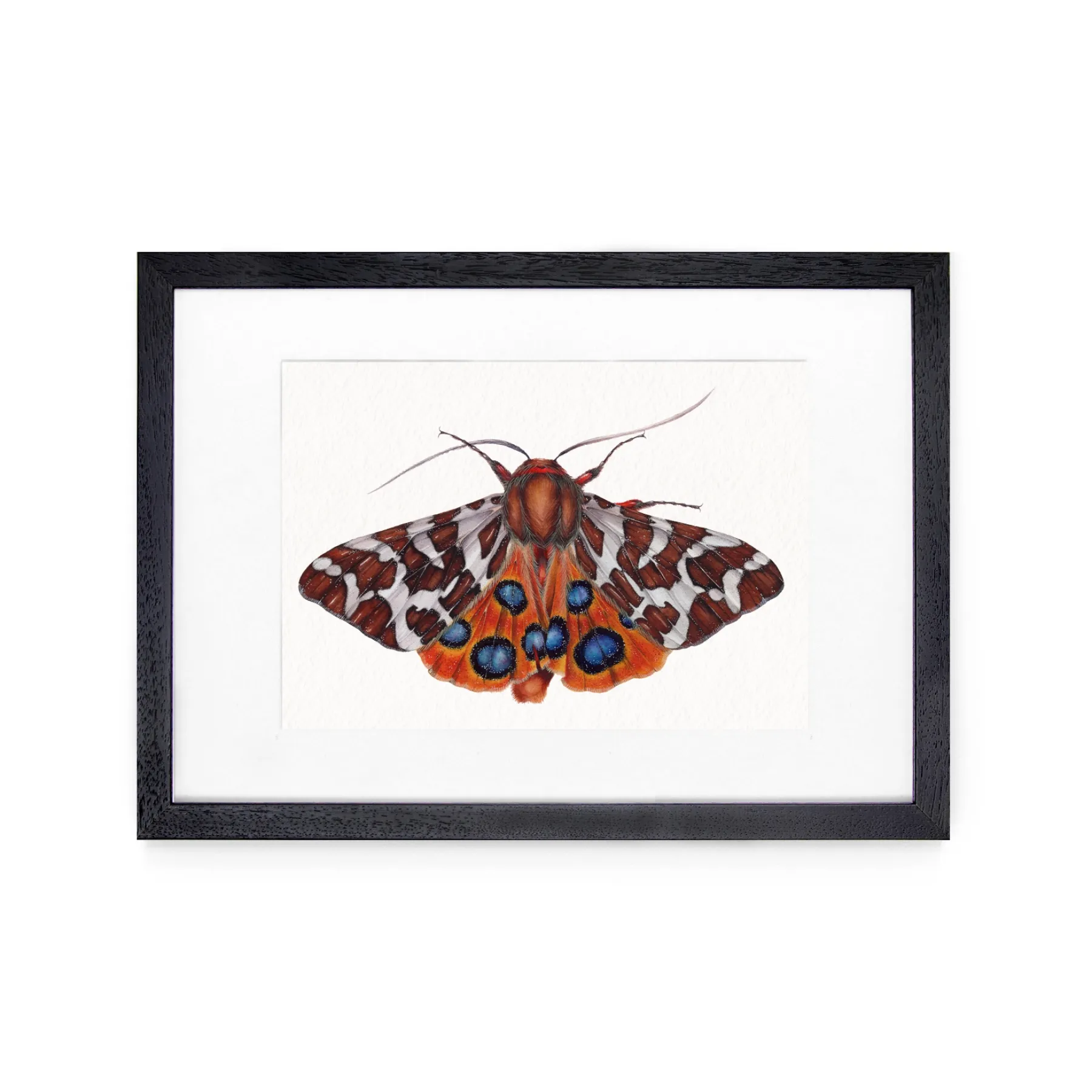 Minibeast De Tuin Tijger Mot (Arctia caja) Aquarel gicléeprint
