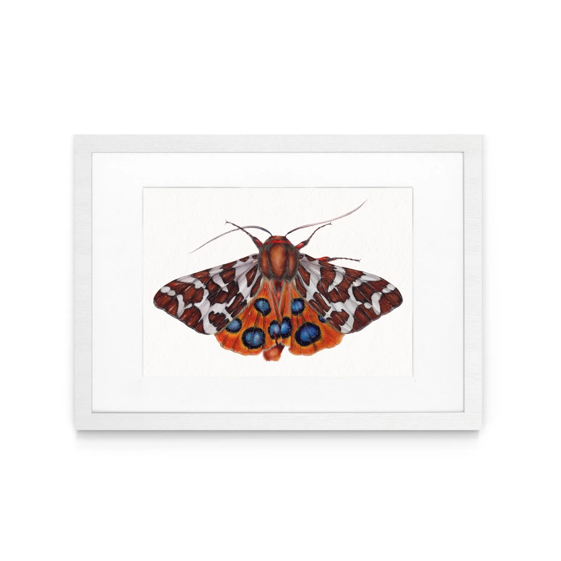 Minibeast De Tuin Tijger Mot (Arctia caja) Aquarel gicléeprint