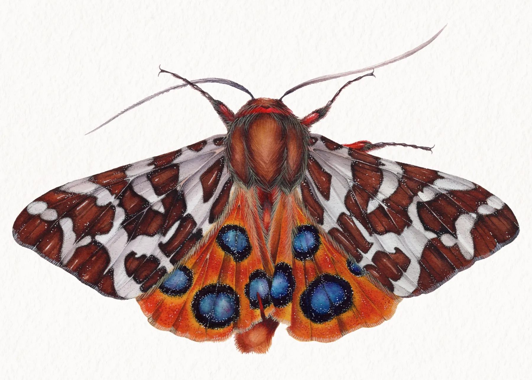 Minibeast De Tuin Tijger Mot (Arctia caja) Aquarel gicléeprint