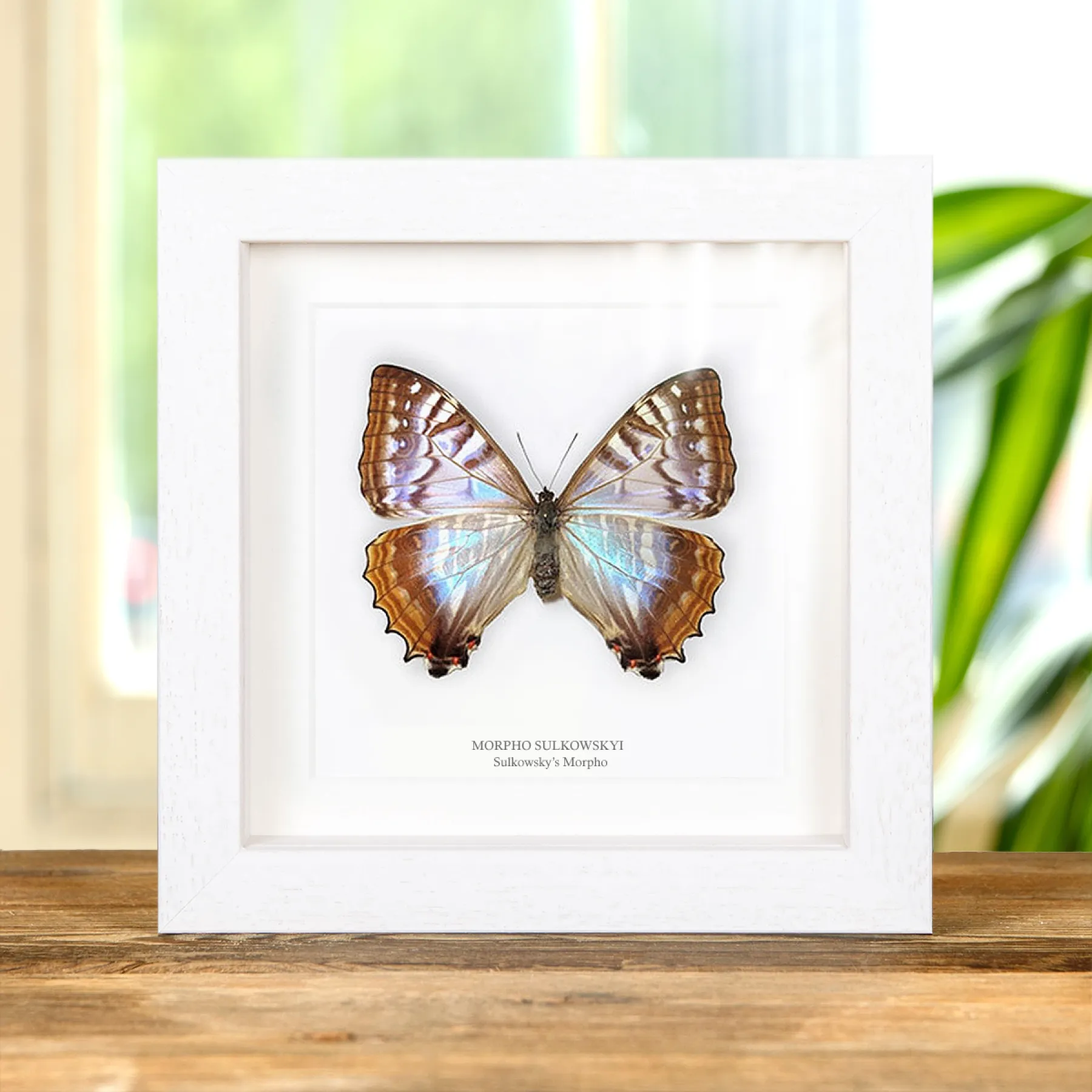 Rare Female Sulkowsky's Morpho Butterfly In Box Frame (Morpho sulkowskyi) Minibeast Rare Female Sulkowsky's Morpho Butterfly In Box Frame (Morpho sulkowskyi)