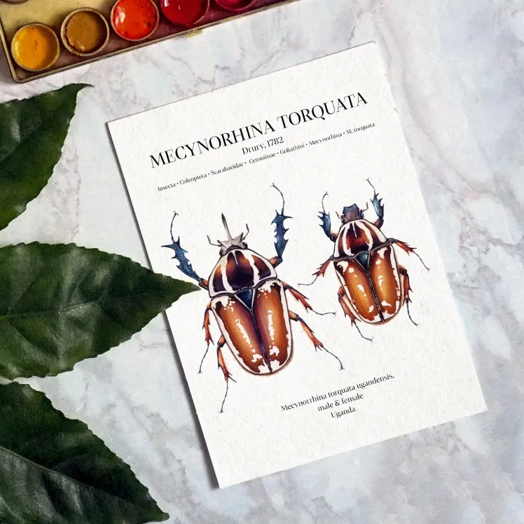 Mecynorhina Torquata Ugandensis Pair Watercolour Giclée Print