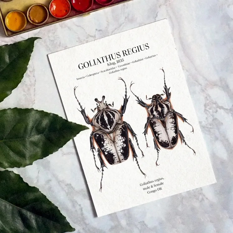Goliathus Regius Pair Watercolour Giclée Print