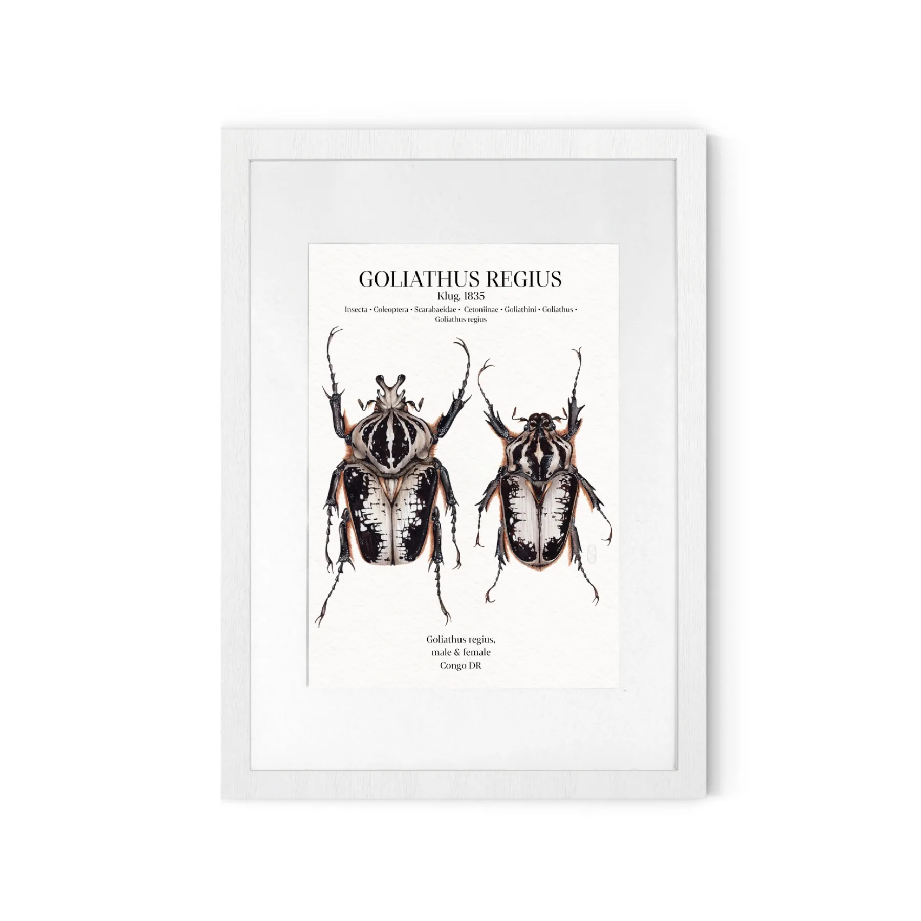 Minibeast Goliathus Regius Couple impression giclée à l'aquarelle