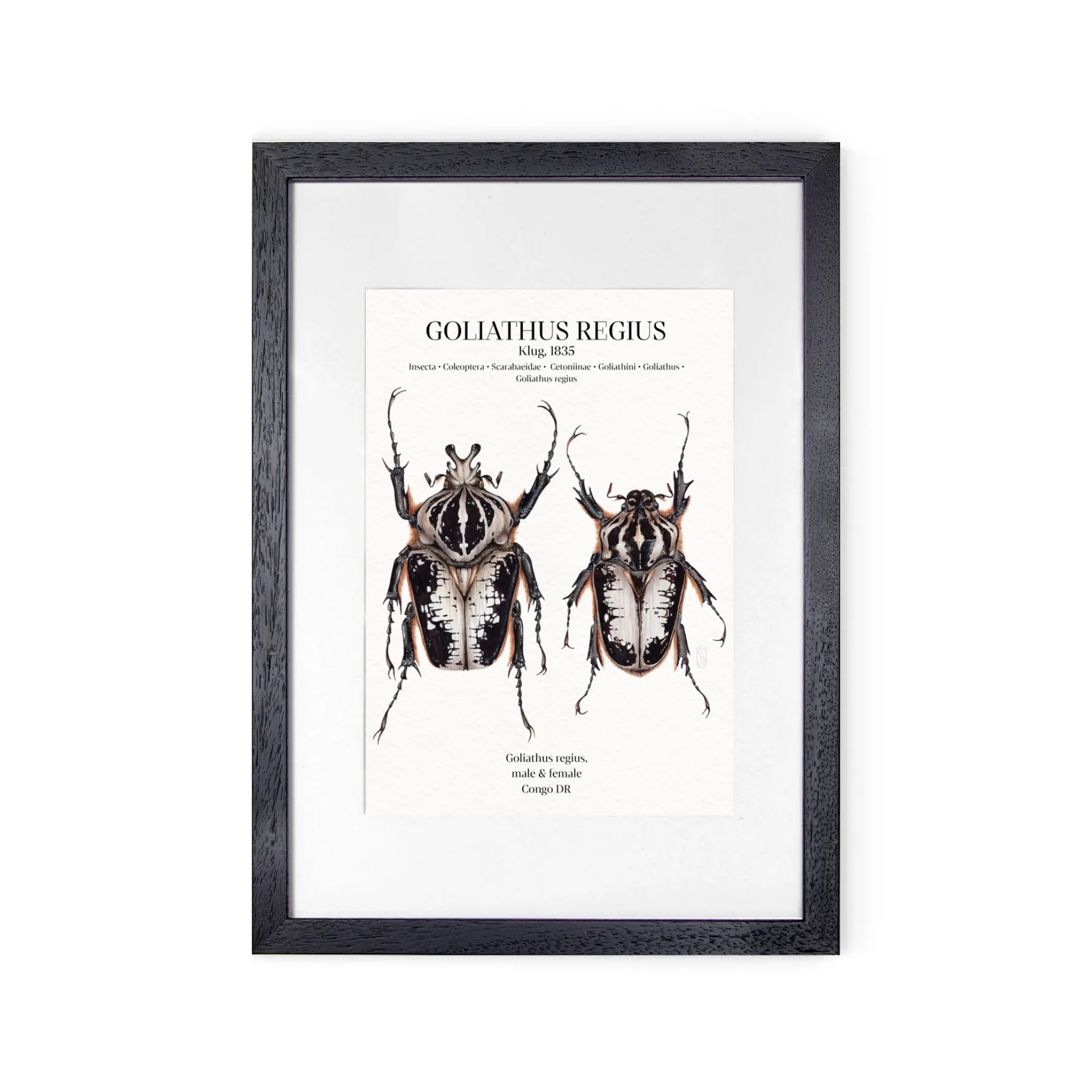 Minibeast Goliathus Regius Couple impression giclée à l'aquarelle