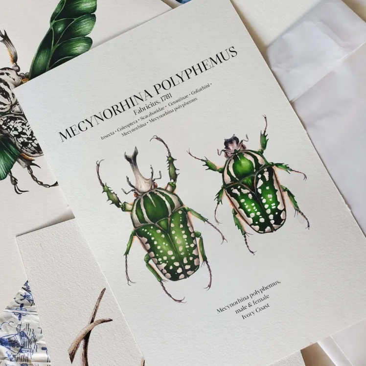 Mecynorhina Polyphemus Pair Watercolour Giclée Print