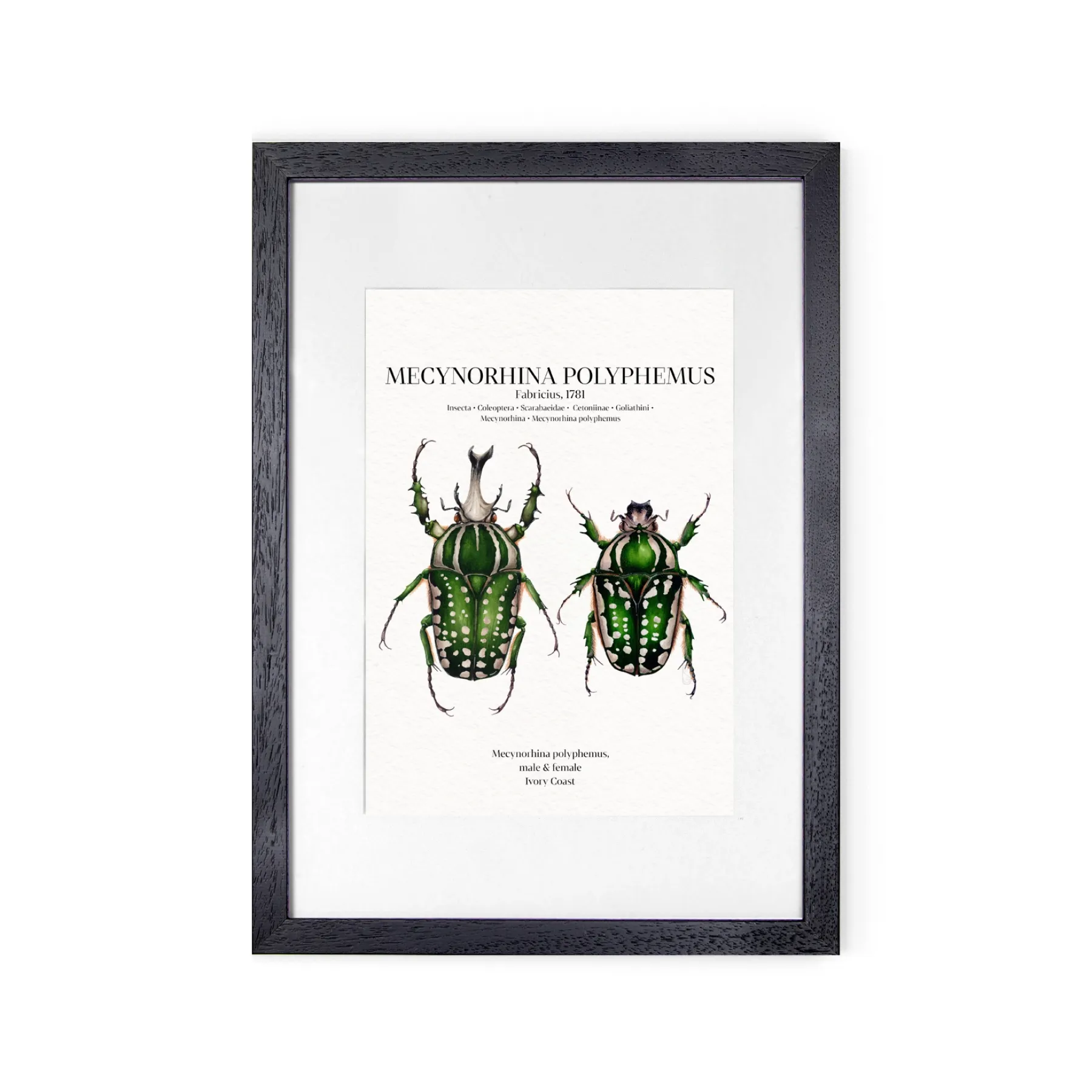 Minibeast Mecynorhina Polyphemus Paar Aquarell Giclée Druck