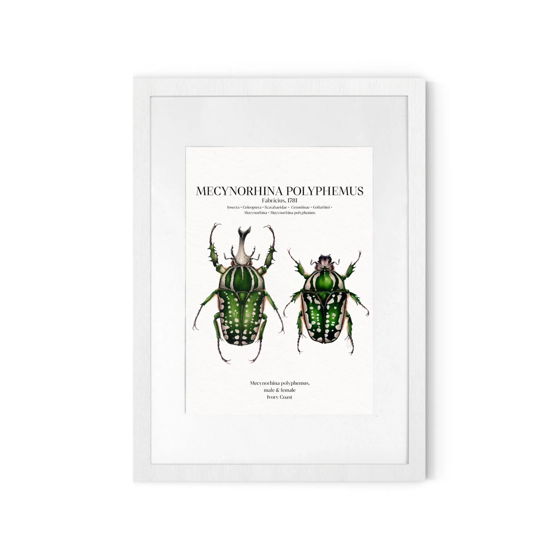 Minibeast Mecynorhina Polyphemus Paar Aquarell Giclée Druck