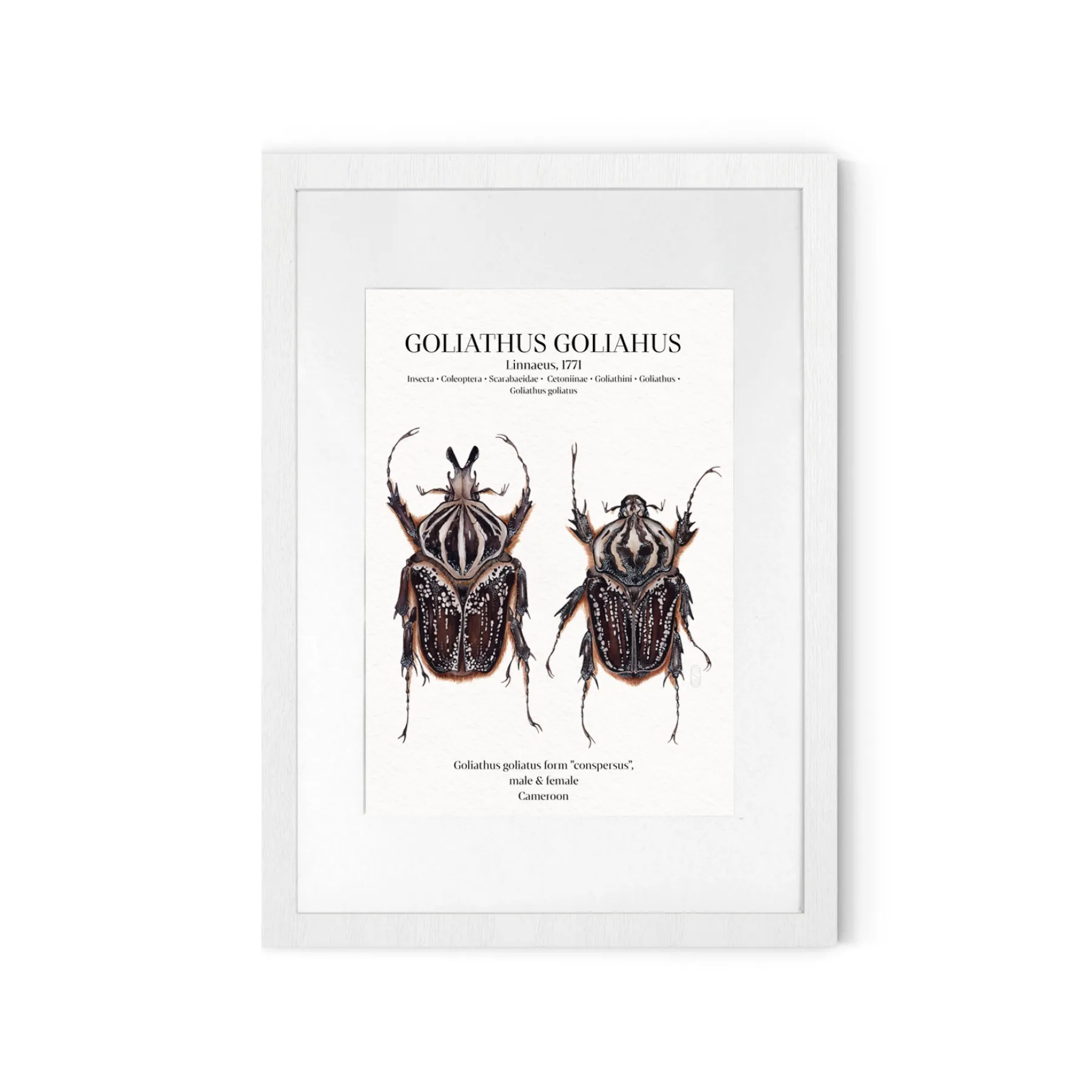 Minibeast Goliathus Conspersus Pair Watercolour Giclée Print