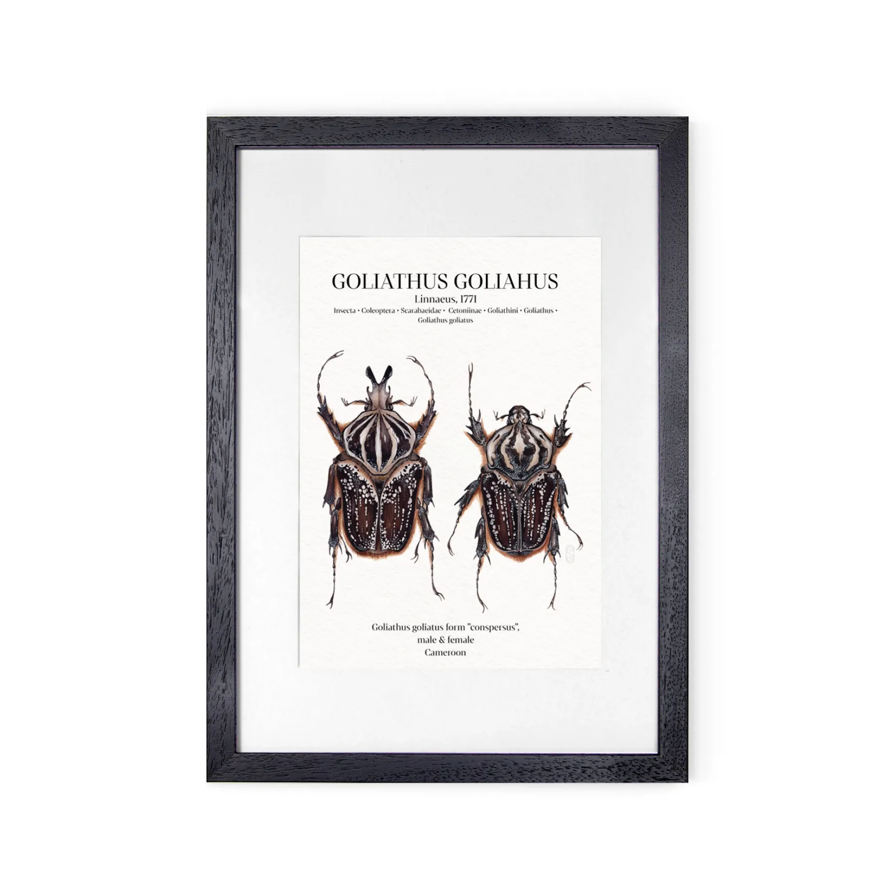 Minibeast Goliathus Conspersus Pair Watercolour Giclée Print