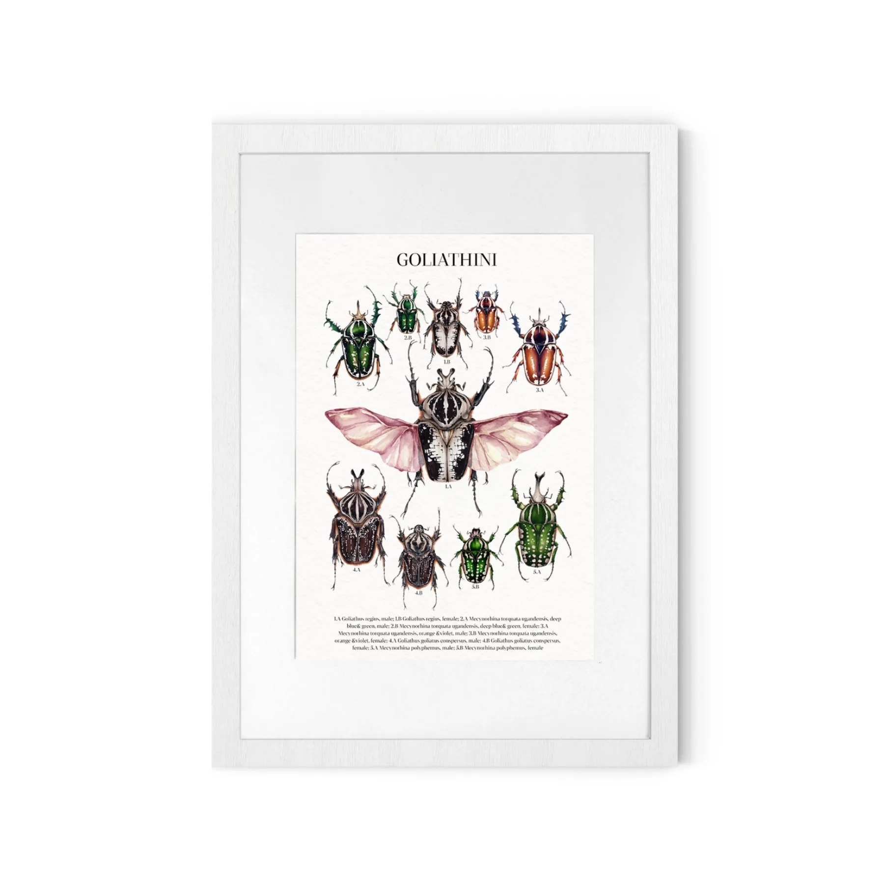 Minibeast Deroplatys Desiccata Watercolour Giclée Print