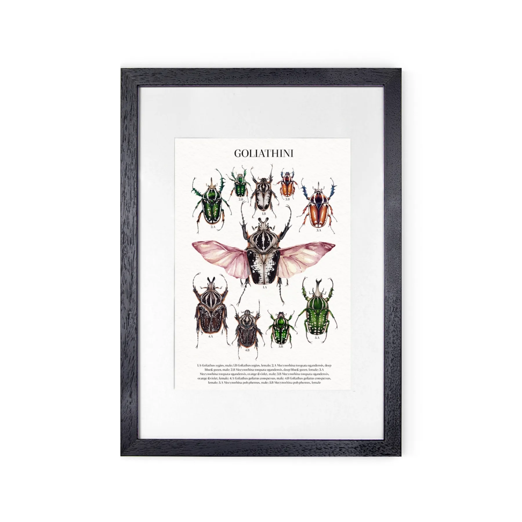 Minibeast Deroplatys Desiccata Watercolour Giclée Print