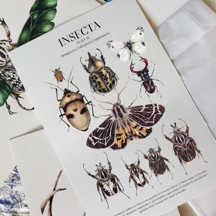 Insecta Plate II Watercolour Giclée Print