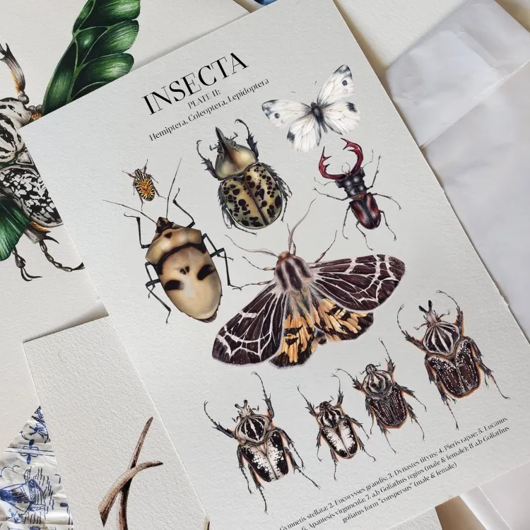 Insecta Plate II Watercolour Giclée Print