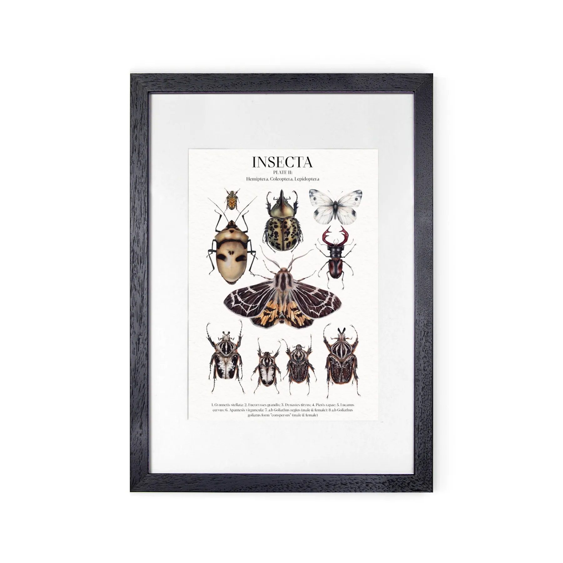 Minibeast Insecta Platte II Aquarell Giclée Druck