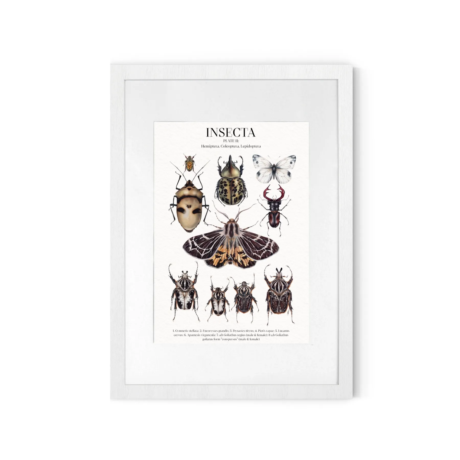 Minibeast Insecta Platte II Aquarell Giclée Druck