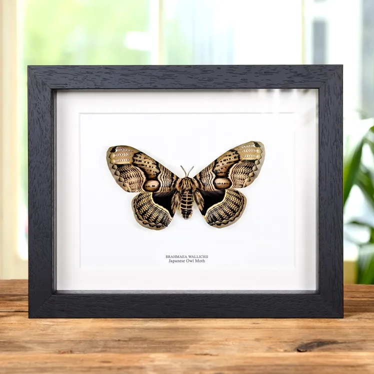 Japanese Owl Moth In Box Frame (Brahmaea wallichii)