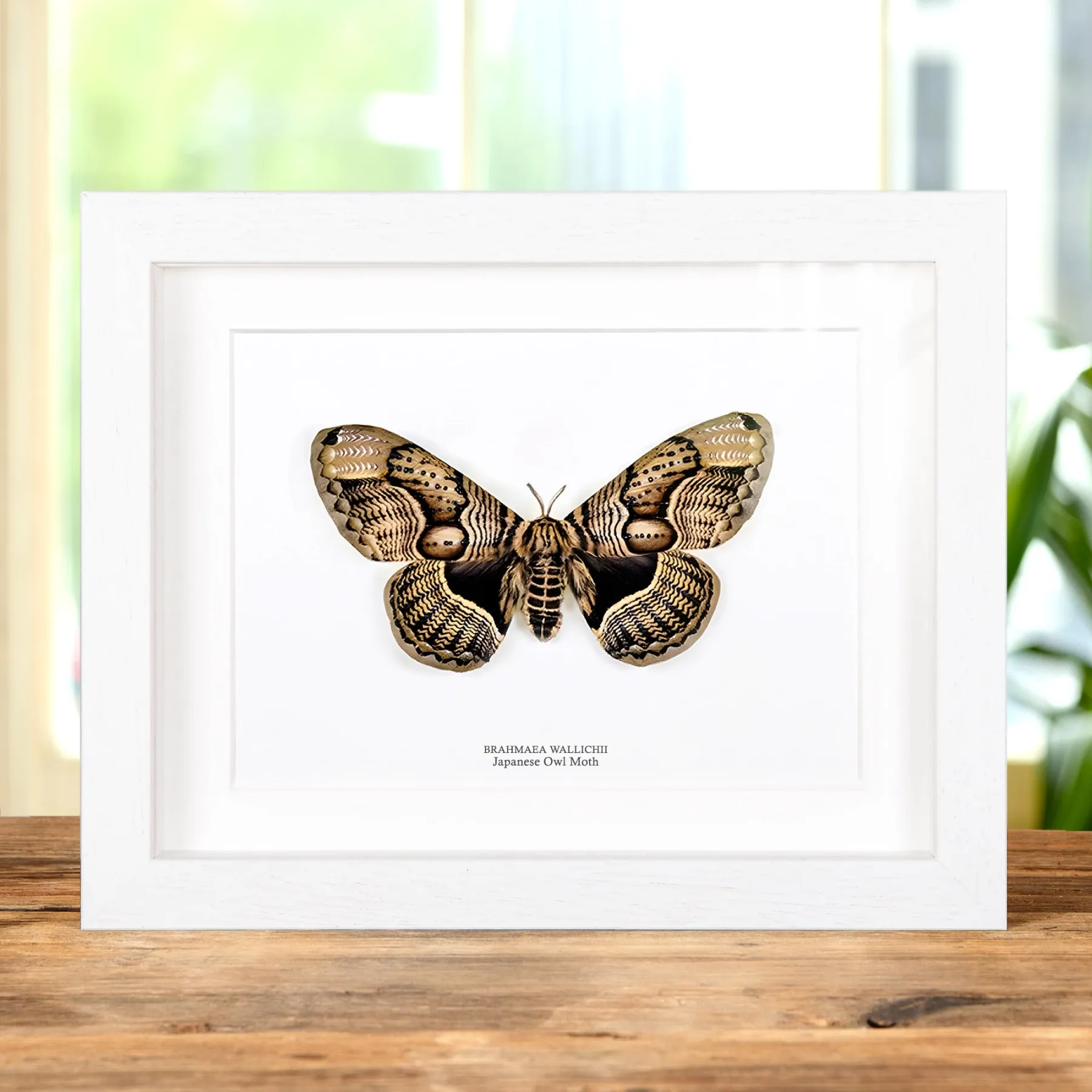Minibeast Japanese Owl Moth In Box Frame (Brahmaea wallichii)