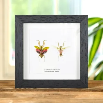 Juwelenbloem Mantis Mannetje &amp; Vrouwtje Paar in Lijst (Creobroter gemmatus)